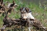 FOX TERRIER 244